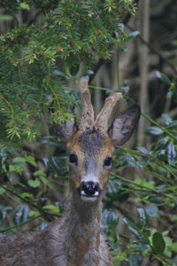 Wildlife pictures by Betty Fold Gallery